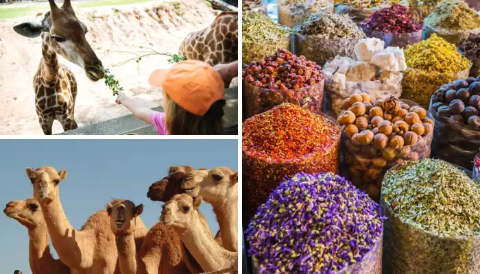 A collage of family-friendly attractions in Al Ain: a child feeding a giraffe, a group of camels, and colorful bins of traditional Arabian spices, curated by FindAnyAgent.